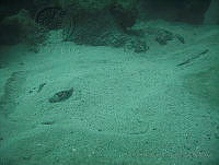 VDLCF0563 Hypanus americanus.jpg
