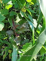 SG019 0088 Amaranthus hybridus.jpg
