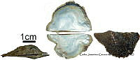 KT014 0336 Pteria sterna.JPG