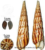 KT014 0867 Terebra strigata.JPG