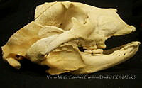 VMS-CD0006 Ursus americanus.JPG