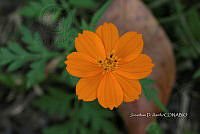 Yolox 234 Cosmos sulphureus.jpg