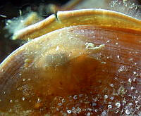 AEG0092 Phyllaplysia padinae.jpg