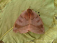 JCGM00450 Automeris sp..jpg