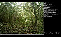 FJBL0154 Momotus lessonii.jpg