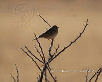 IE003 0041 Pooecetes gramineus.jpg