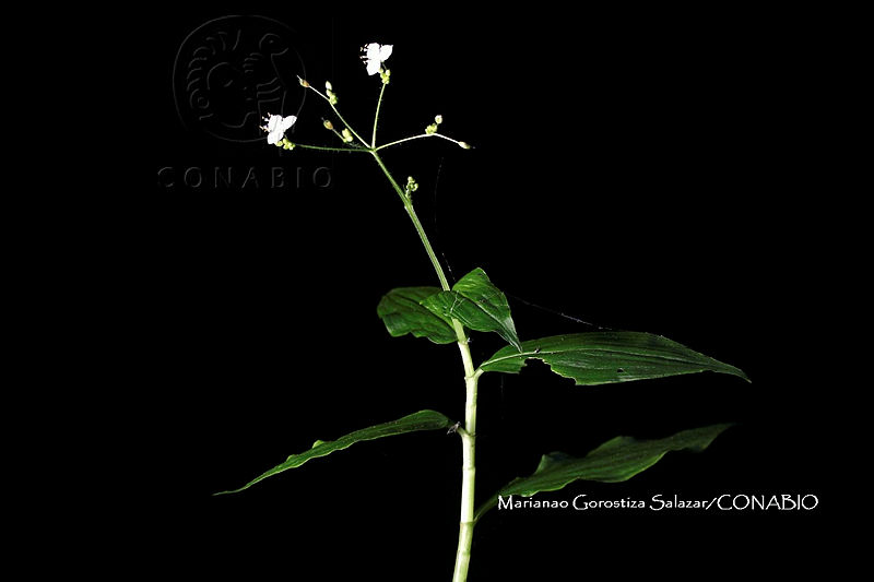 Zongo%203140%20Gibasis%20oaxacana%20D.R.%20Hunt.jpg.nSitmIj0MamFlUVjQA3g0JtbmFja29CbnFuZ3NAbXJ6LGtwZwA.rVu9yzw9QT