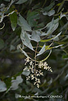 RRR0127 Budleja parviflora.jpg