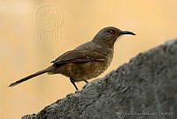 MAPM0763 Toxostoma curvirostre.jpg