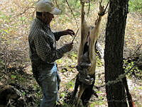 GAAF021 Sus scrofa.jpg