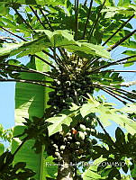 SG012 0079 Carica cauliflora.jpg