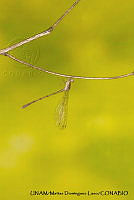 PJ016 0615 Hetaerina americana.JPG