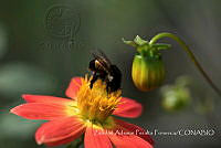 ZAPF0467 Bombus ephippiatus.jpg