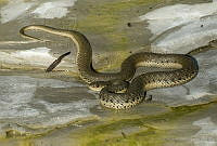 VHL0389 Thamnophis hammondii.jpg