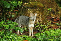 EGP0103 Urocyon cinereoargenteus.jpg