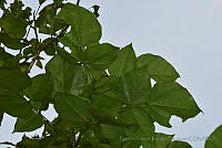 FJRS0125 Erythrina standleyana.jpg