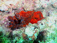 CMGV0015 Cucumaria flamma.jpg