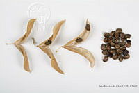 IMDOC2558 Phaseolus lunatus.jpg