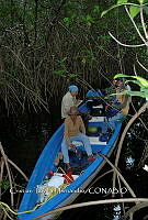 FN005 3 0164 Batis maritima.jpg