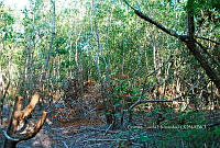 FN005 9 118 Laguncularia racemosa.jpg