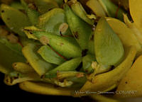 VWS099 Sedum obcordatum.jpg
