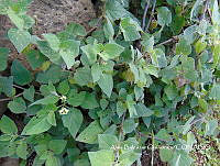 ZG007 0145 Physalis philadelphica.jpg