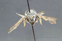 CGVM1204 Megachile policaris.jpg
