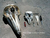 NBA0026 Phocoena sinus.jpg