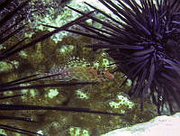 LGHM012 Cirrhitichthys oxycephalus.jpg
