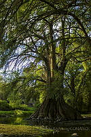AKAV01 Juniperus sp..jpg