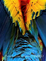 FGG002 Ara macao.jpg