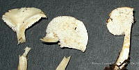 RGO0381 Hydnum sp..JPG