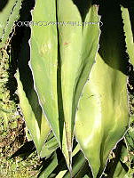 OTVBK029 0255 Agave salmiana.jpg