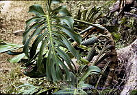 3841 Monstera deliciosa.jpg