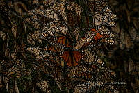 IDG1808 Danaus plexippus.jpg