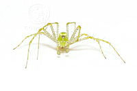 MASM08060 Peucetia viridans.jpg