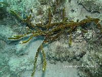 NE018 0641 Aplysina fulva.jpg