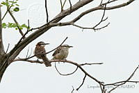 LV0060 Campylorhynchus rufinucha ssp. rufinucha.jpg