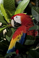 MASM00191 Ara macao.jpg