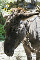 IMDOC1749 Equus asinus.jpg