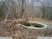 MAGB 0084 Canis latrans.JPG