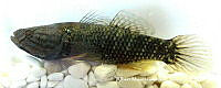 AMVDH 0202 Dormitator latifrons.JPG