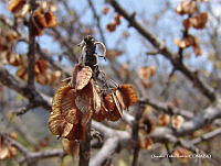 OTVHK040-931 Wimmeria microphylla.TIF