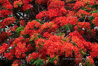 CGL4919 Delonix regia.jpg