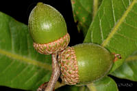 MDLLPG0125 Quercus elliptica.jpg