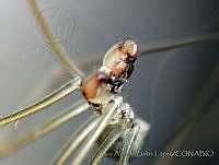 LASL0087 Physocyclus dugesi.jpg
