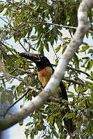 JHC0171 Pteroglossus torquatus.jpg