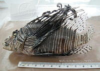 HE009 P 1551 Pez león asiático.JPG