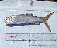 JMHS0013 Elops saurus.jpg