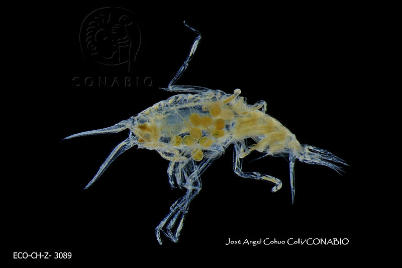 ME006%20Z%200432%20Scina%20marginata%20 %20(Bovallius%2C%201885).jpg.jSenuIn0MTFdFclhQA3g0JtbmFja29CbnFuZ3NAbXJ6LGtwZwA.AsAAbm0LQ3
